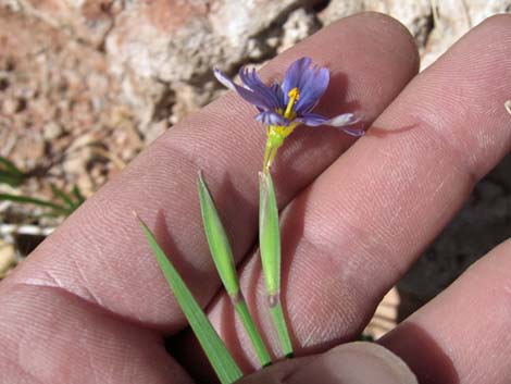 Stiff Blue-eyed Grass (Sisyrinchium demissum)