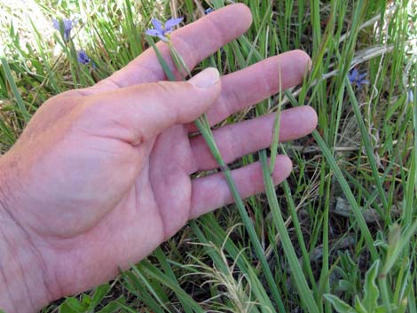Stiff Blue-eyed Grass (Sisyrinchium demissum)