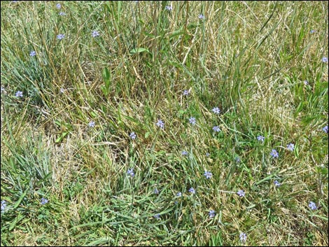 Western Blue-eyed Grass
