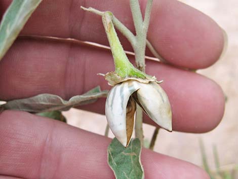 Silverleaf Nightshade (Solanum elaeagnifolium)