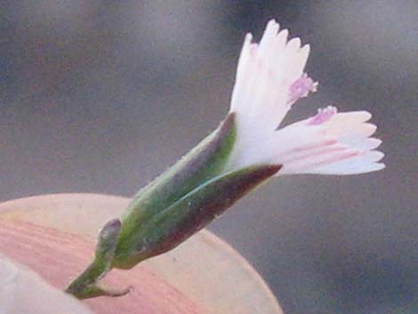 Small Wirelettuce (Stephanomeria exigua)