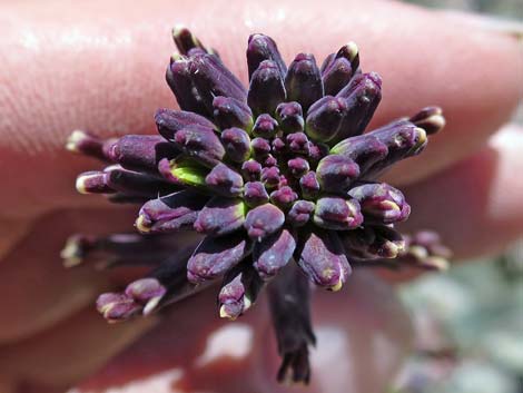 Heartleaf Twistflower (Streptanthus cordatus)