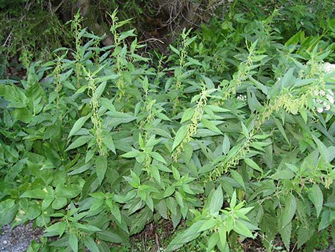 Stinging Nettle (Urtica dioica spp. holosericea)