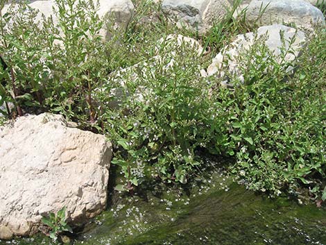 Water Speedwell (Veronica anagallis-aquatica)