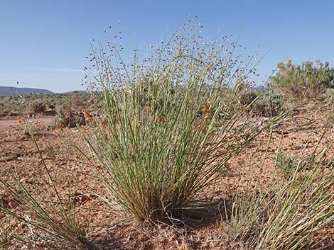 Sand Ricegrass (Achnatherum hymenoides)