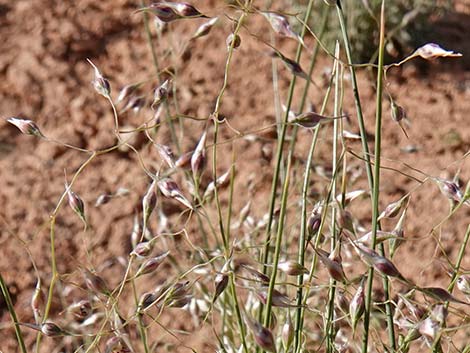 Sand Ricegrass (Achnatherum hymenoides)