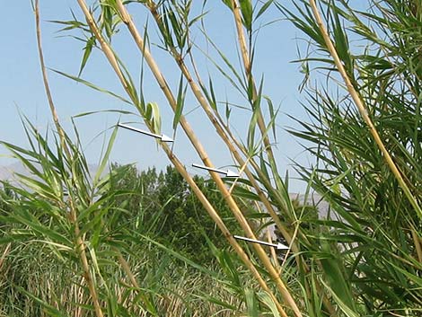 Giant Reed (Arundo donax)