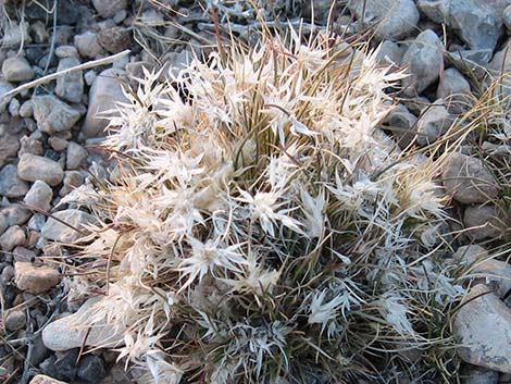 Fluffgrass (Dasyochloa pulchella)