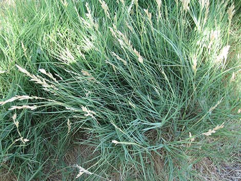 Saltgrass (Distichlis spicata)