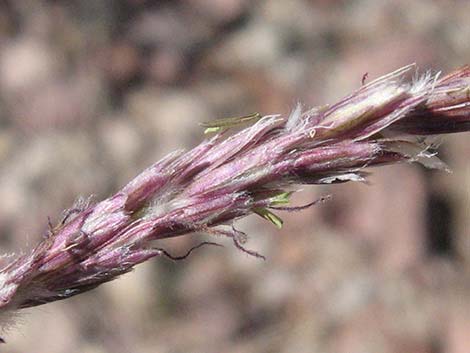 Big Galleta Grass (Pleuraphis rigida)
