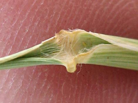 Alkali Sacaton (Sporobolus airoides)