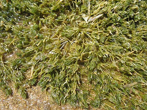 Stonewort (Chara spp.)