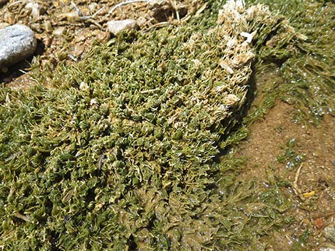 Stonewort (Chara spp.)
