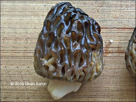Black Morel Mushroom (Morchella elata)