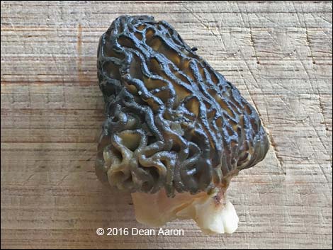 Black Morel Mushroom (Morchella elata)