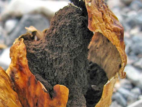 Desert Shaggy Mane Mushroom (Podaxis pistillaris)
