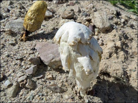Desert Shaggy Mane Mushroom (Podaxis pistillaris)