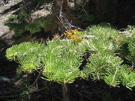 Western Dwarf Mistletoe (Arceuthobium campylopodum)