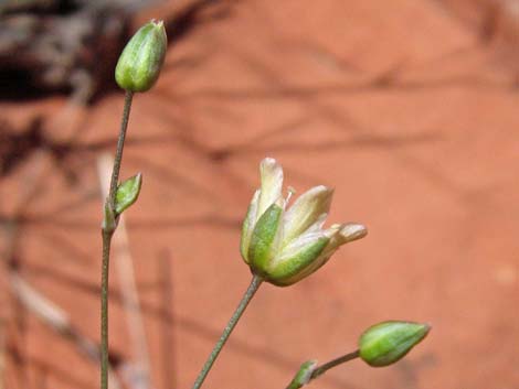 Mojave Sandwort (Arenaria macradenia)