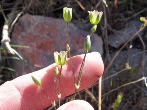 Mojave Sandwort (Arenaria macradenia)
