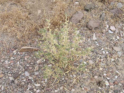 Narrowleaf Silverbush (Argythamnia lanceolata)