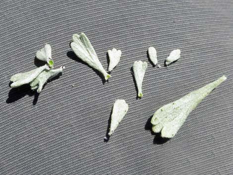 Black Sagebrush (Artemisia nova)