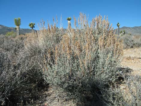 Sagebrush (Artemisia spp.)