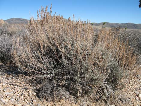 Big Sagebrush (Artemisia tridentata)
