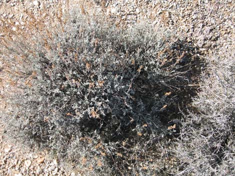 Big Sagebrush (Artemisia tridentata)