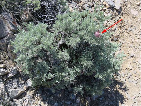Big Sagebrush (Artemisia tridentata)Big Sagebrush (Artemisia tridentata)