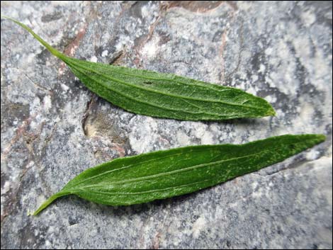 Seep Willow (Baccharis salicifolia)