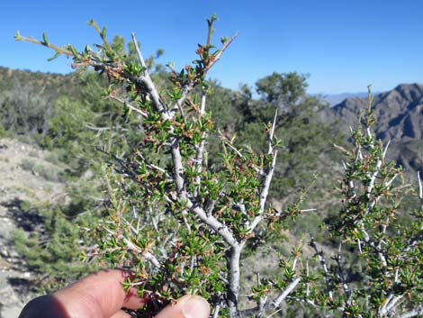 Littleleaf Mountain Mahogany (Cercocarpus intricatus)
