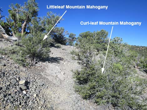 Littleleaf Mountain Mahogany (Cercocarpus intricatus)