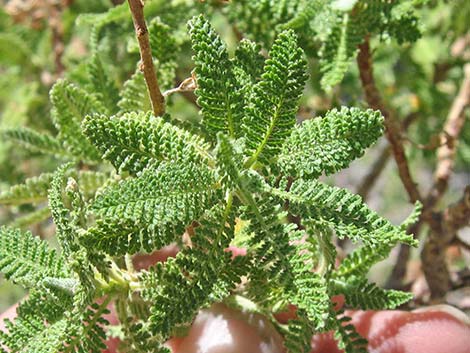 Fernbush (Chamaebatiaria millefolium)