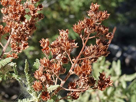 Fernbush (Chamaebatiaria millefolium)