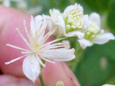 Western White Clematis (Clematis ligusticifolia)