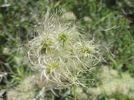 Western White Clematis (Clematis ligusticifolia)