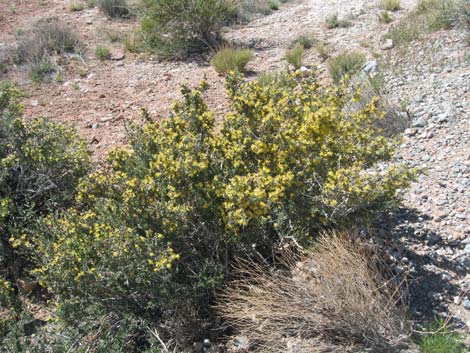 Blackbrush (Coleogyne ramosissima)