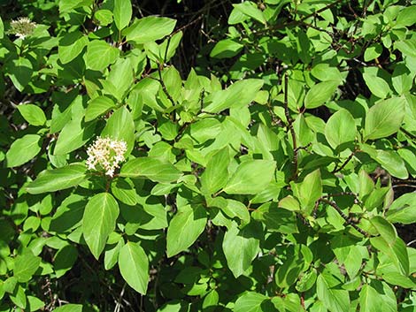 Redosier Dogwood (Cornus sericea ssp. sericea)