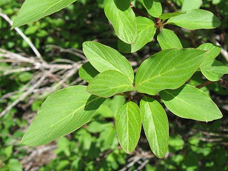 Redosier Dogwood (Cornus sericea ssp. sericea)