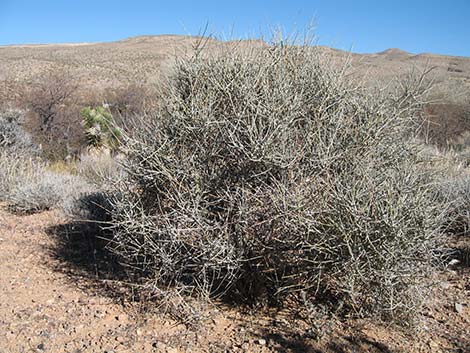 Ephedra nevadensis (Nevada jointfir)