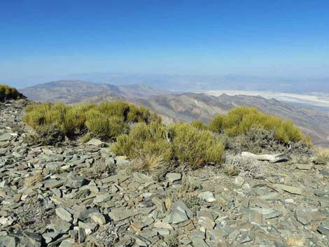 Ephedra funerea (Death Valley jointfir)