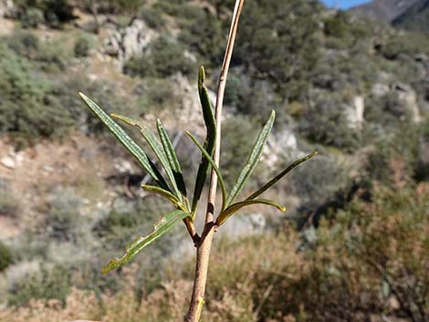 Narrow-leaved Yerba Santa (Eriodictyon angustifolium)