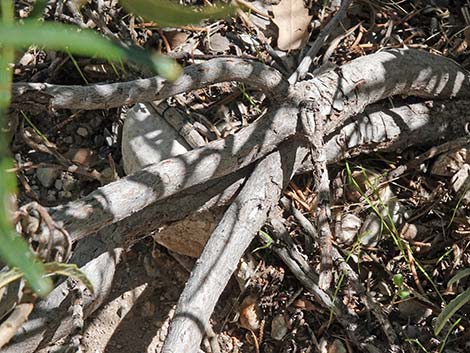 Narrow-leaved Yerba Santa (Eriodictyon angustifolium)