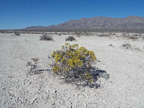 Las Vegas Buckwheat (Eriogonum corymbosum)