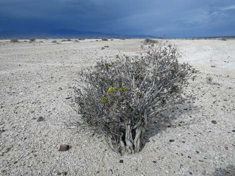 Las Vegas Buckwheat (Eriogonum corymbosum)