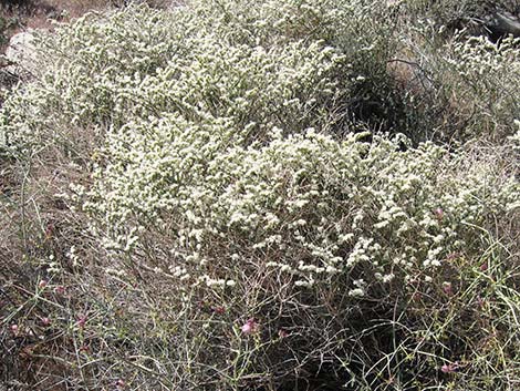 Heermann's Buckwheat (Eriogonum heermannii)