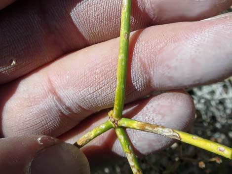 Heermann's Buckwheat (Eriogonum heermannii var. argense)