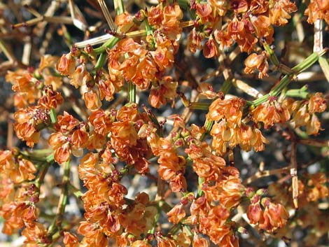Heermann's Buckwheat (Eriogonum heermannii var. sulcatum)
