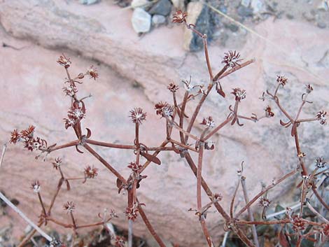 Shrub Buckwheats (Eriogonum spp.)